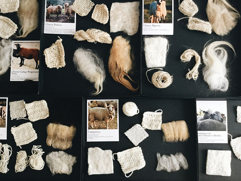 Rare Sheep Breeds