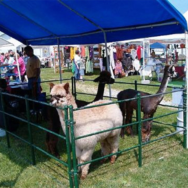 Great Lakes Fiber Show: Alpacas_GLFF.jpg; caption: Alpacas at the show. Photo by Linda Reichert.