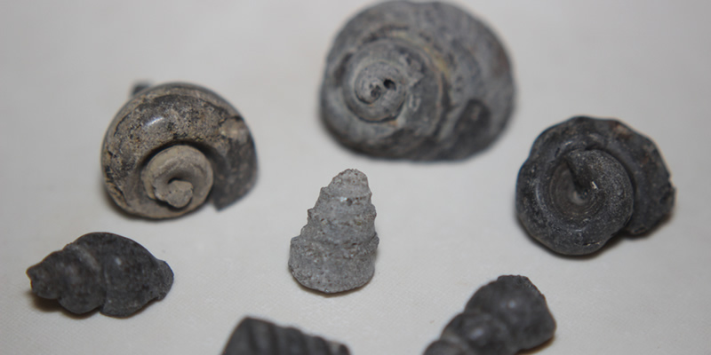 Where to Find Cretaceous Fossils at the C & D Canal Where to Find Cretaceous Fossils at the C & D Canal