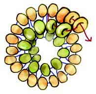 How to Stitch Corkscrew Tendrils, a bead weaving stitch and great addition to any design.