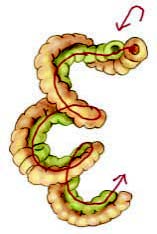 How to Stitch Corkscrew Tendrils