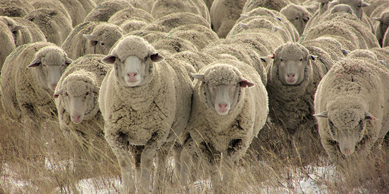 W Is For Warmth (and Wool): Brand-New and Rare Sheep Breeds W Is For Warmth (and Wool): Brand-New and Rare Sheep Breeds