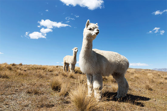 Donna M. Rudd’s article on spinning alpaca yarn show you how to make the best use of any alpaca fleece. Photo ©iStock.com/zhudifeng