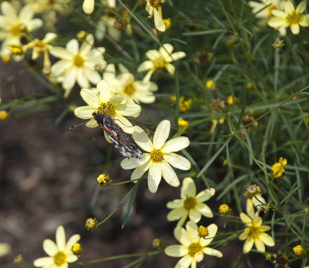 butterflies, coreopsis, and summertime inspiration