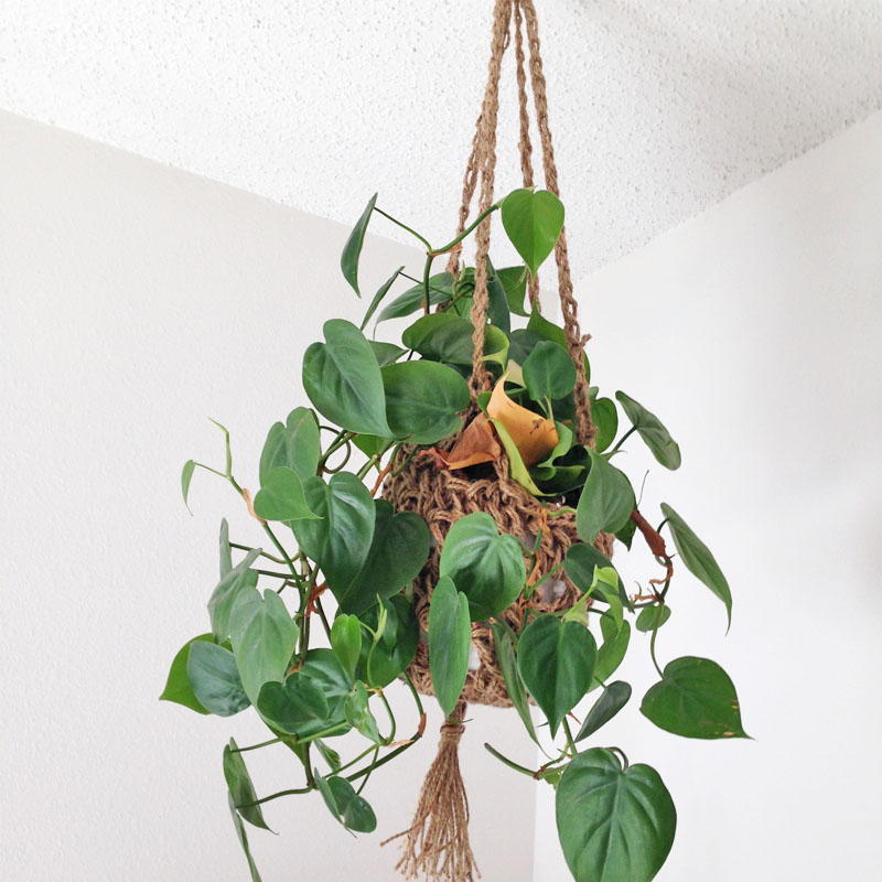 plant cozy