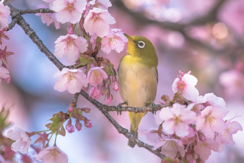 spring jewelry inspiration: spring bird on flowering branch